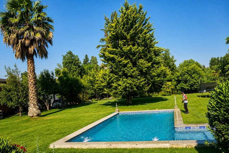 Piscina renovada bajo la palmera